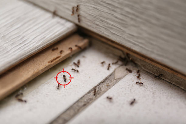 Best Wasp Removal Services  in De Soto, IL