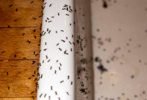 Best Mosquito Control Services  in De Soto, IL
