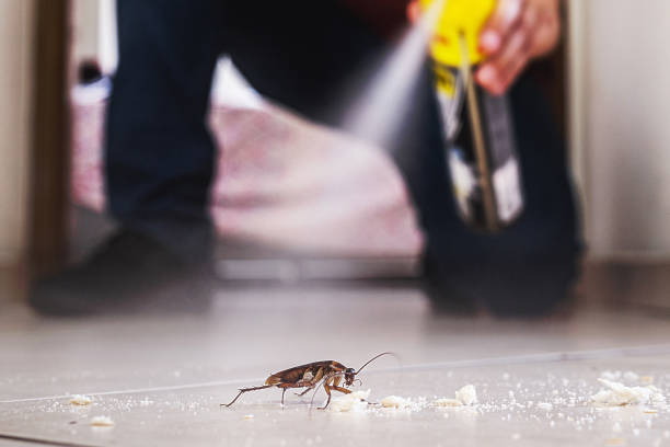 Best Spider Control Near Me  in De Soto, IL
