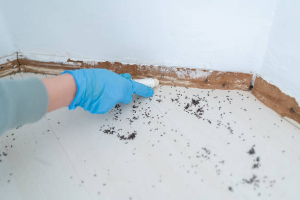 Best Best Pest Control Companies  in De Soto, IL